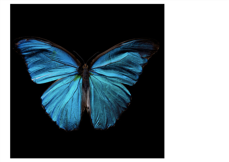 Morpho Amathonte 0334 - Limited Edition Giclée Print - €495 | Shop now & buy direct from the artists studio - Distil Ennui ™ est.1990.