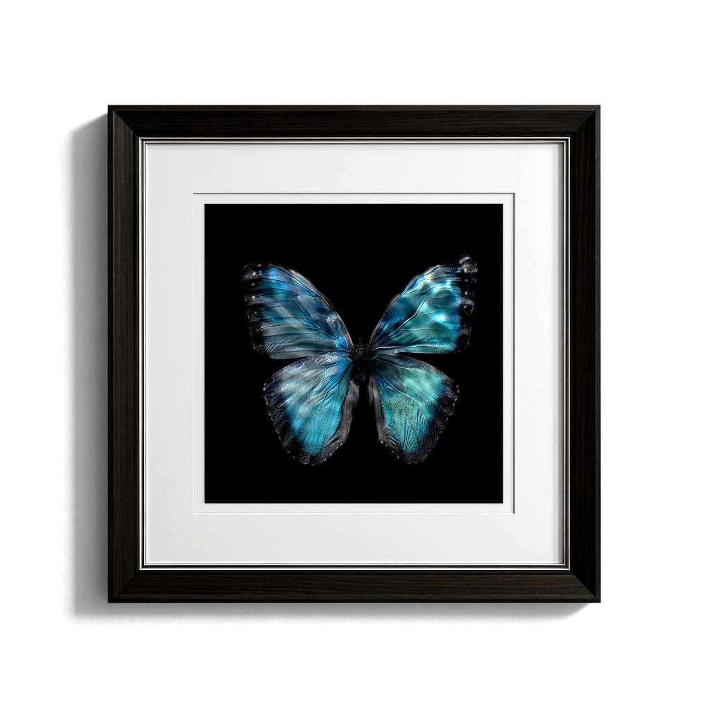 Morpho Peleides 0990