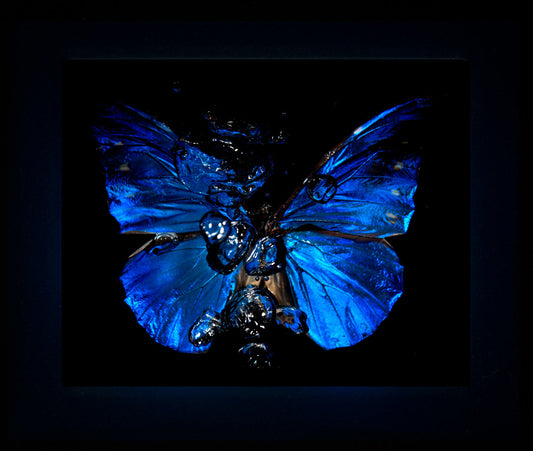 Transparency of a dream illuminated. Plate X  photographic print - €6950 | Shop now & buy direct from the artists studio - Distil Ennui ™ est.1990.