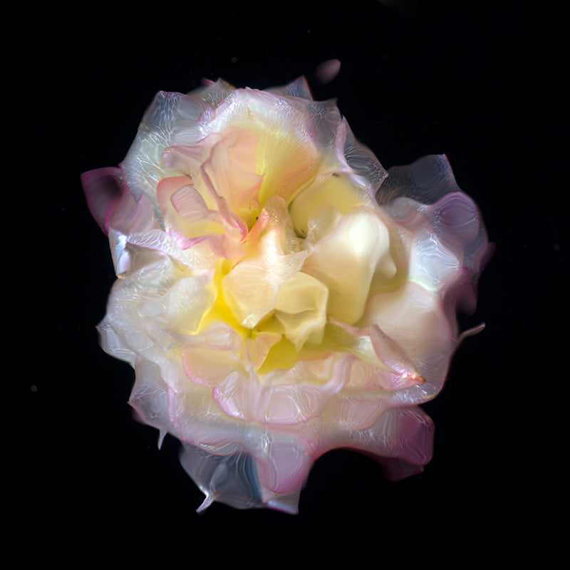 glass flowers underwater removing pigment from the petals to see the capillaries