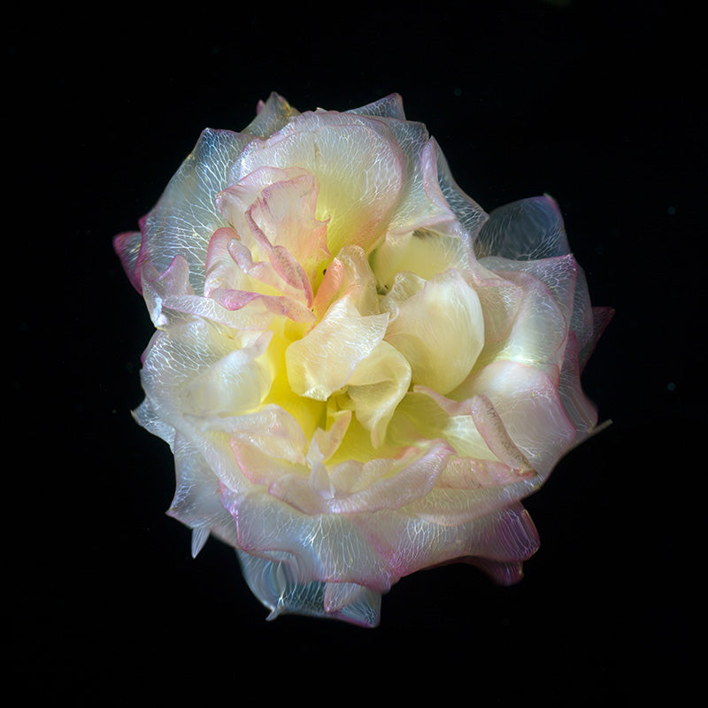 Veins of Nature Transparent Flower Specimens in Deep Black