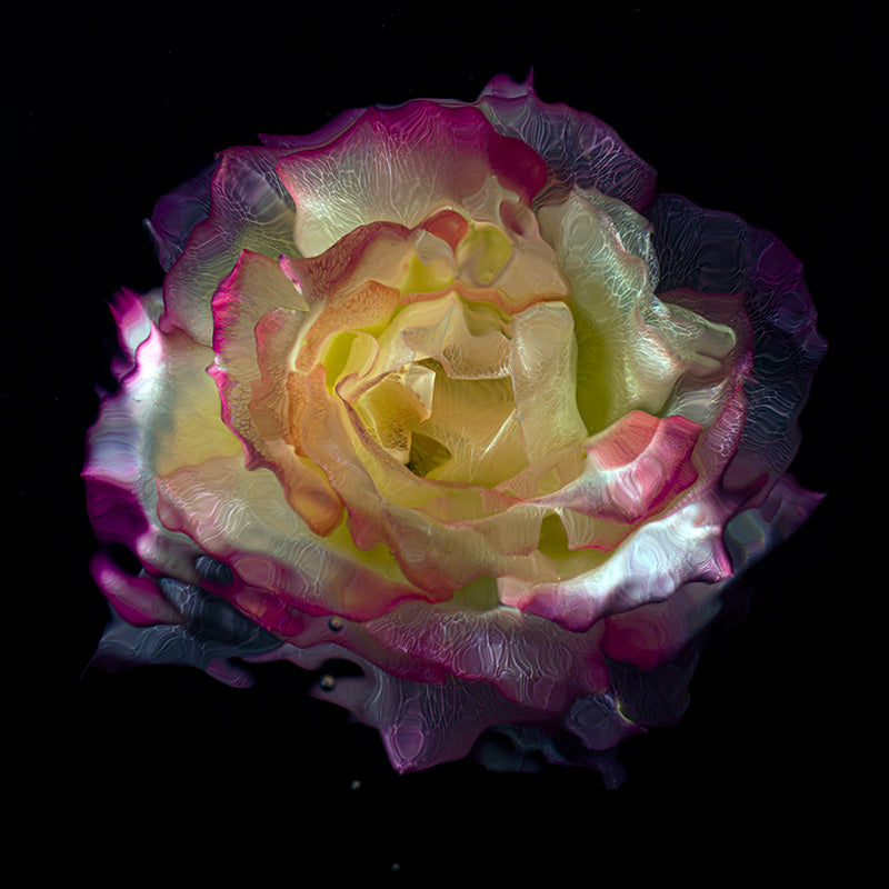 Submerged Brilliance Transparent Rose and Poppy Collection