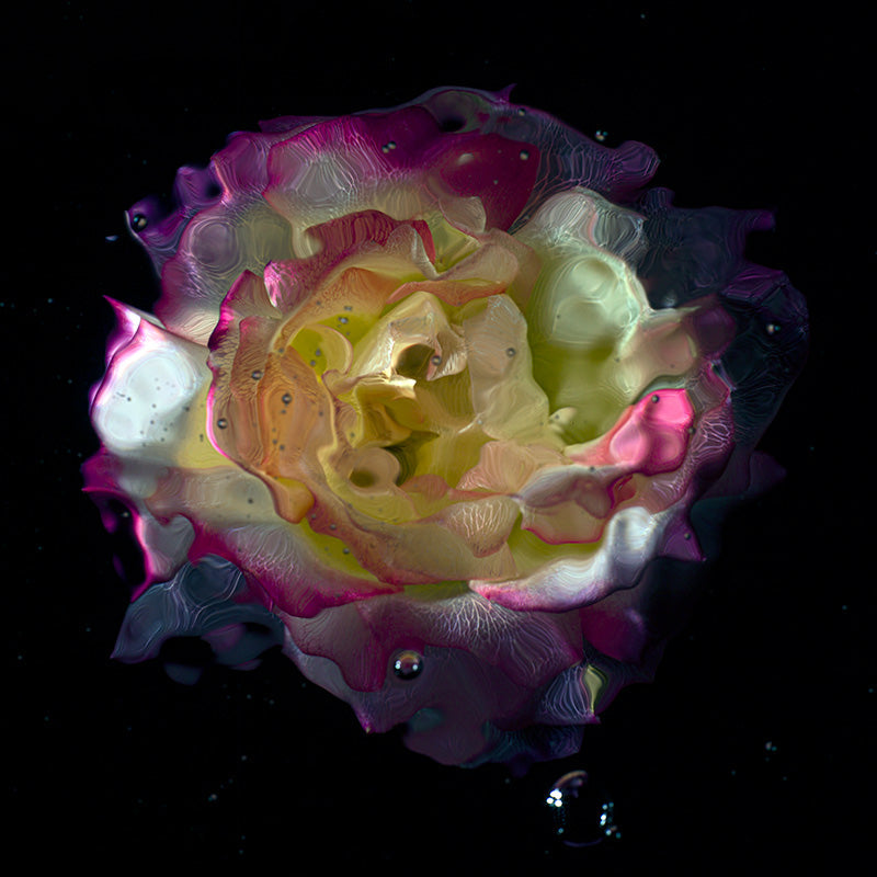 Submerged floral Symmetry Transparent Flower Specimens Below