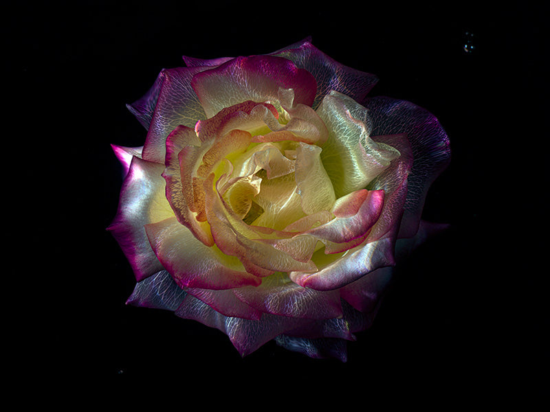 Chlorophyll Mirage Glass Flower Photography Below the Surface