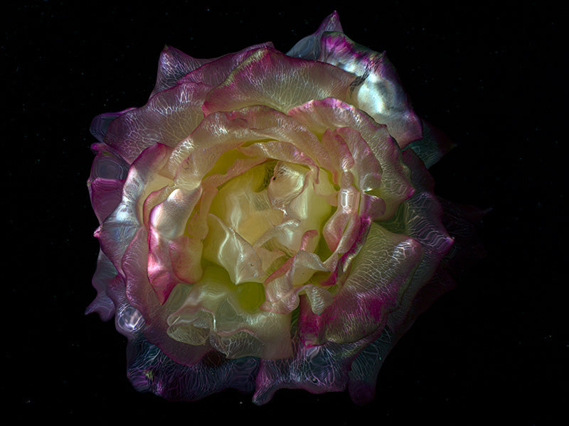 Chlorophyll Transformation Glass Rose and Poppy Collection