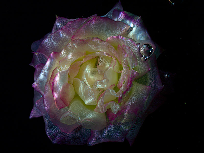 Submerged Luminescence Glass Flower Specimens in Water