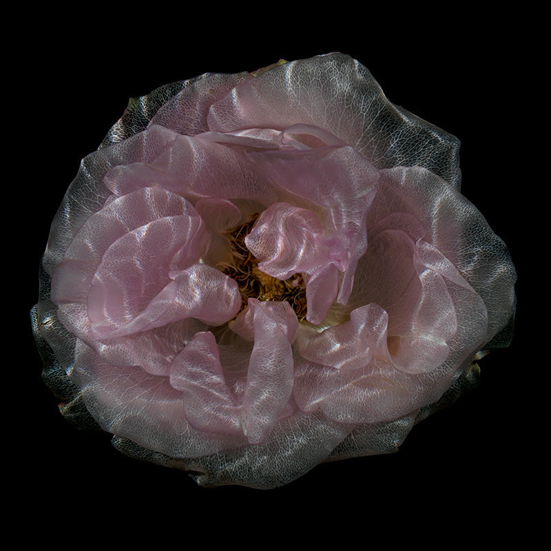 Chlorophyll Metamorphosis Transparent Flower Specimens