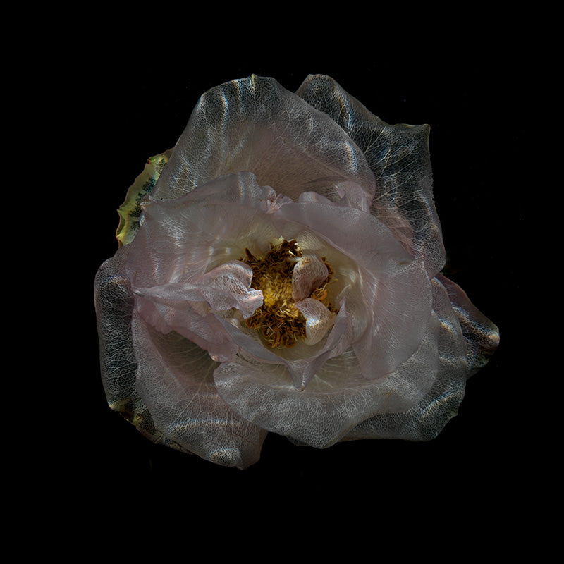 Underwater Elegance Glass Flower Photography Collection