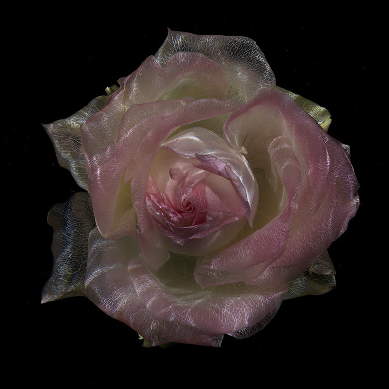 Aqua Botanical Marvels: Mesmerizing Underwater Glass Roses