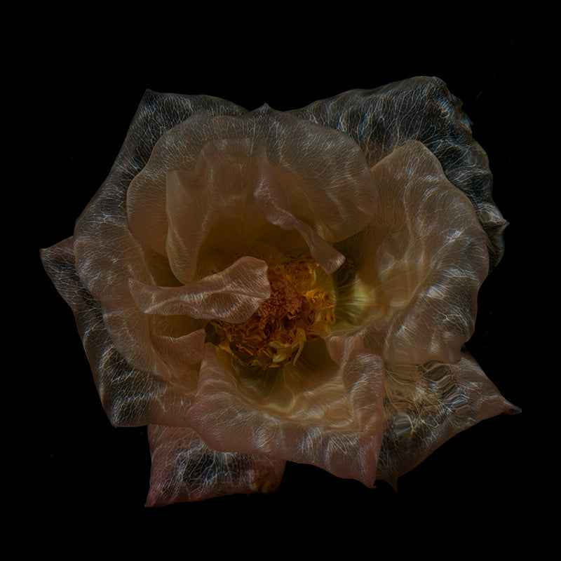 Ethereal Aquatic Botany Transparent Underwater Flora