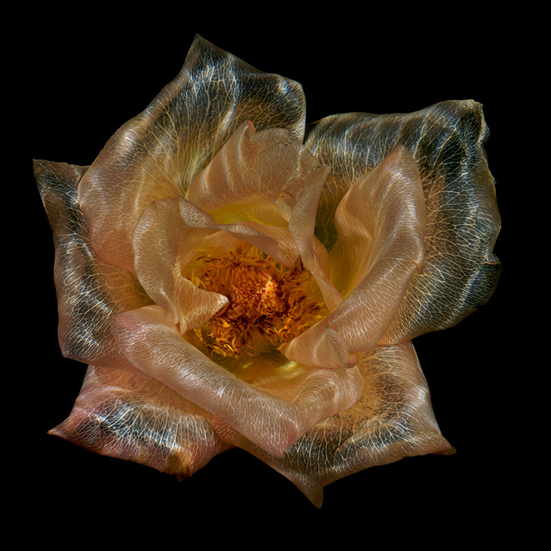 Submerged Flora Marvels Enthralling Glass Flower Series