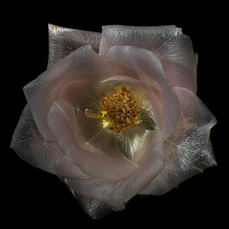Translucent Aquatic Marvels Unique Underwater Floral Art