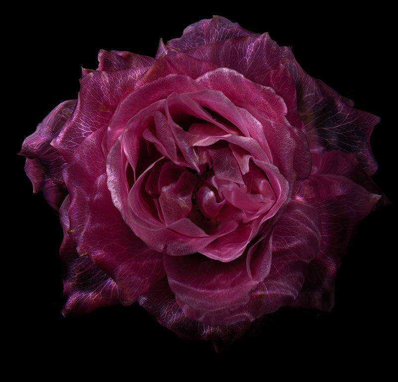 Aqua Floral Symphony Enchanting Underwater Glass Roses