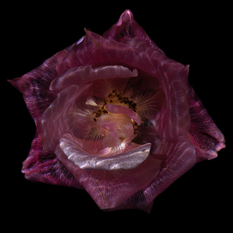 Transparency Revelation Mesmerizing Glass Flower Collection