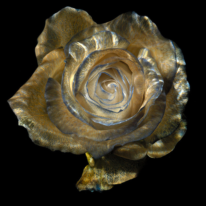 Ethereal Underwater Blossoms Translucent Glassy Florals