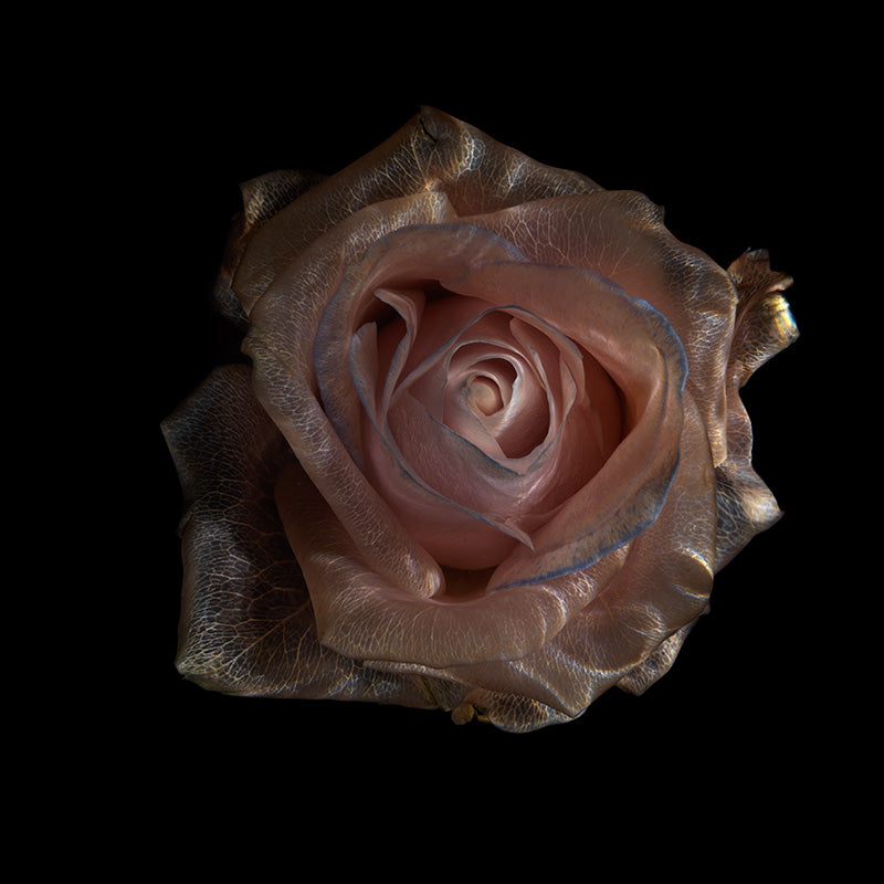 Submerged Floral Euphoria Enchanting Underwater Glass Roses