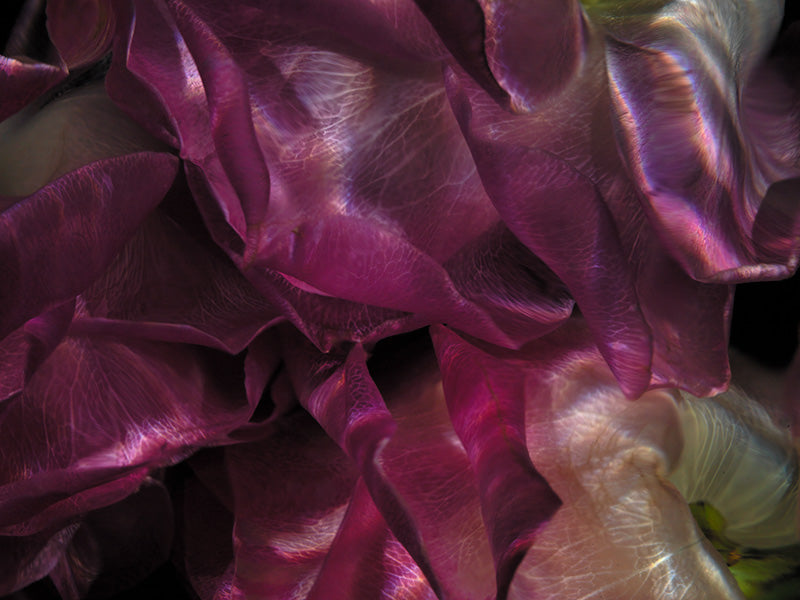 Clear Flower Magic: Stunning Underwater Floral Photography