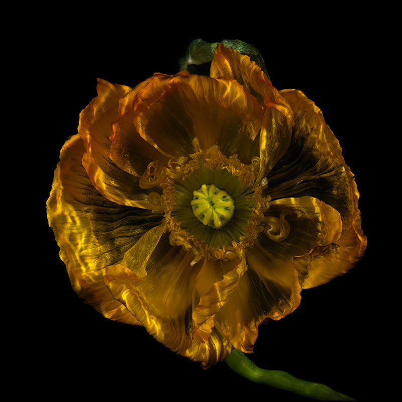 Submerged Flower Splendor Tranquil Underwater Floral Scenes