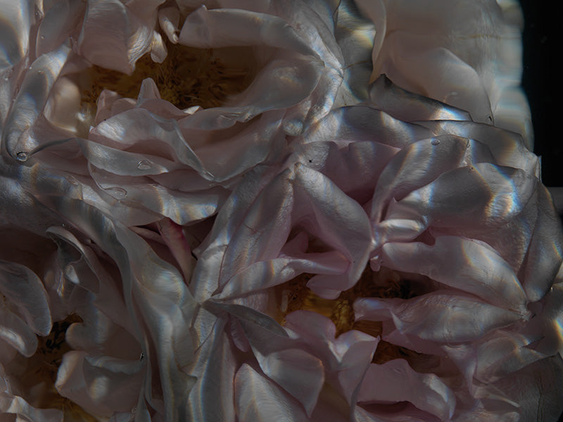 See-Through Petal Paradise Captivating Underwater Flowers