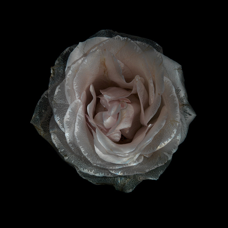 Aquatic Blossom Delights Enchanting Underwater Floral Scenes