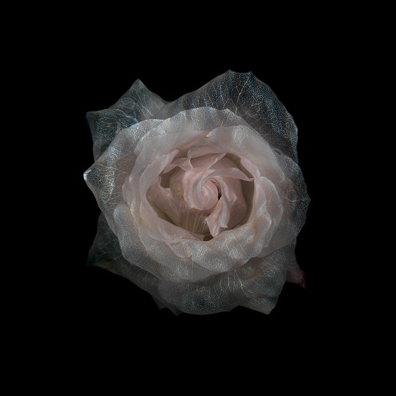 Clear Water Floral Wonders Enchanting Underwater Blossoms