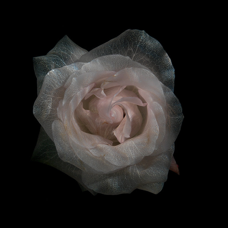 Glassy Floral Elegance Serene Underwater Blooms