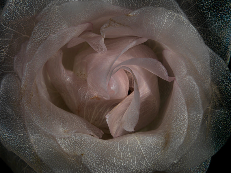 Submerged Flower Serenade Beautiful Underwater Flora