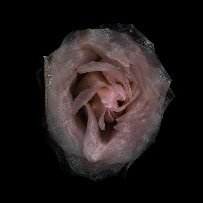 See-Through Petal Marvels Ethereal Aquatic Flora Showcase