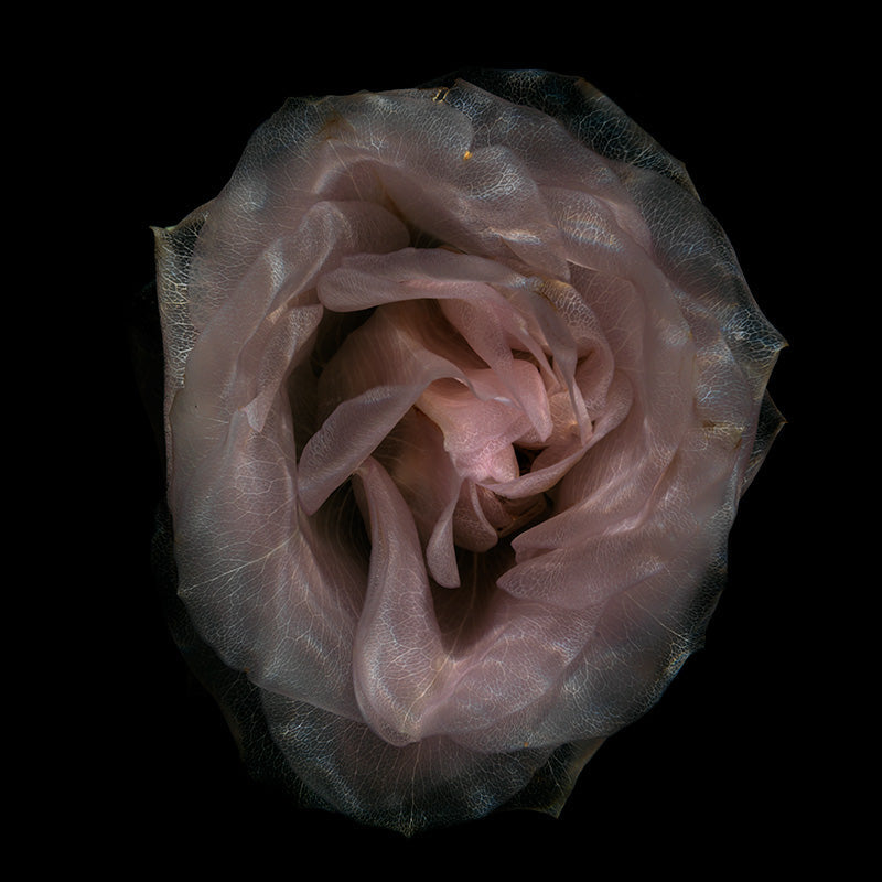 Crystal Botanical Euphoria Enigmatic Underwater Blossom Showcase