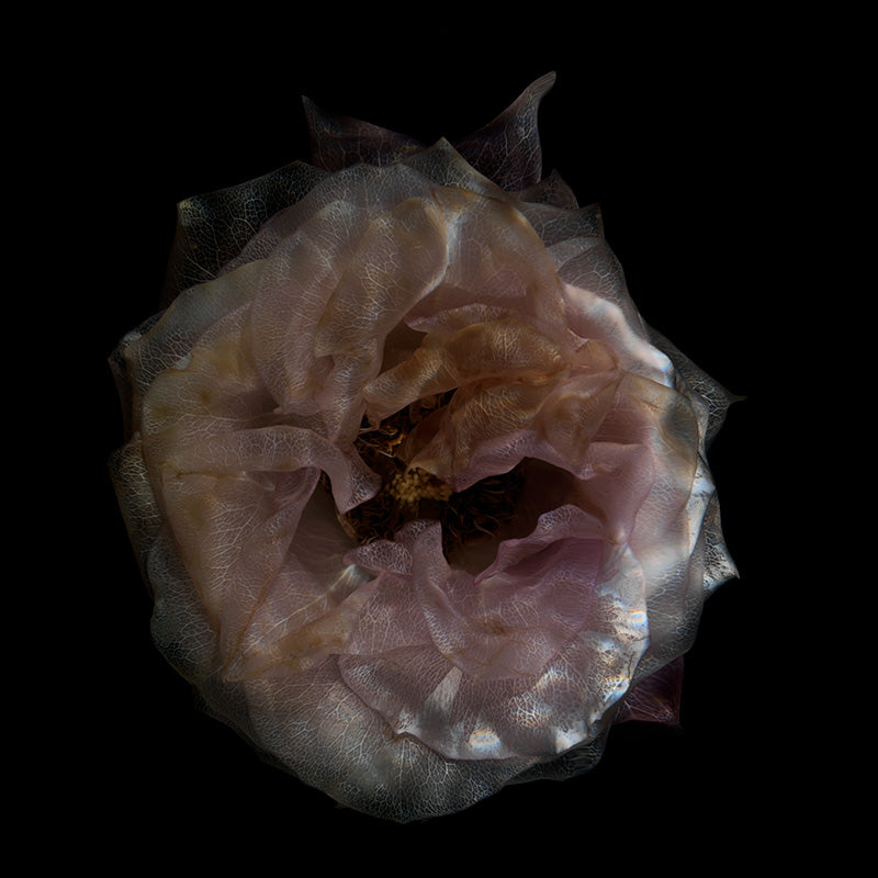 Translucent Water Bloom Parade Beautiful Underwater Blossom Display