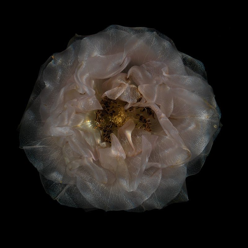 using water Floral Delights Mesmerizing Underwater Bloom Ensemble