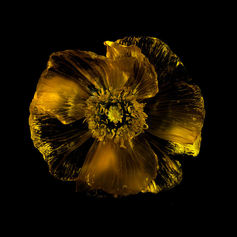 Crystal Clear Petal Symphony Tranquil Aquatic Bloom Serenity