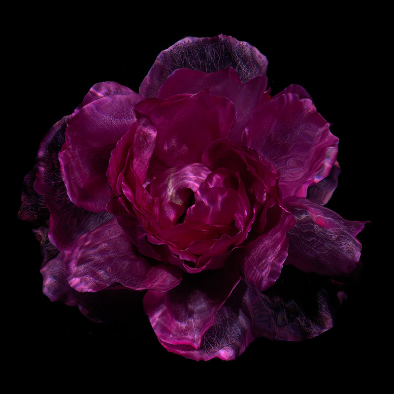 Submerged Petal Spectacle Harmonious Aquatic Flora Ensemble