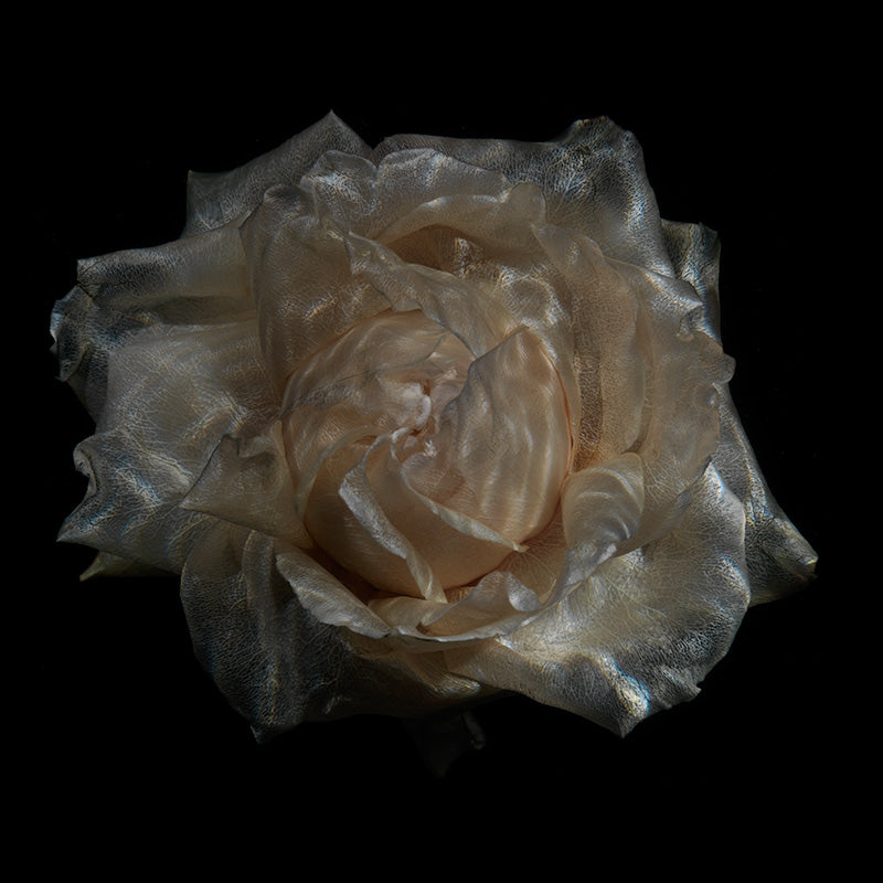 Crystal Clear Bloom Spectacle Harmonious Submerged Petal Display