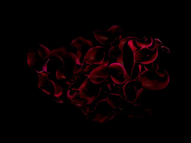 dark red lilies splash through the surface tension of the waters surface