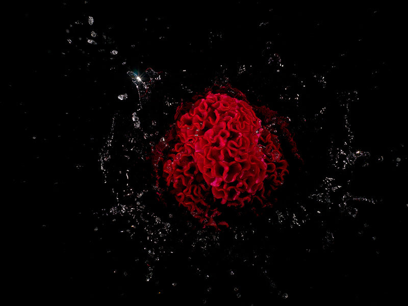 surreal looking floral series with black water splash scenes created in camera without post production