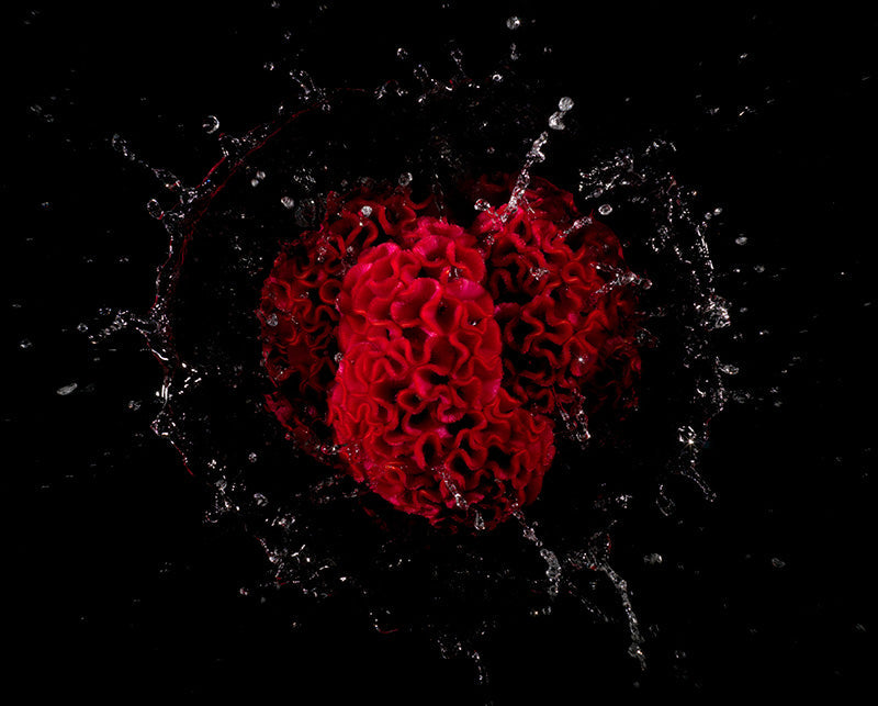 red floral sphere cast into a tank of water in the studio well timed image captures