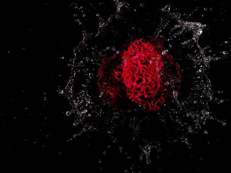 floral splash series photographs that capture the decisive moment