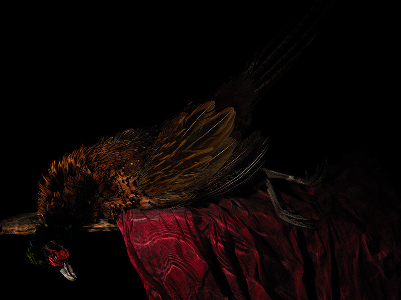 pheasant laying on a table top with its deep red plumage cast in black water