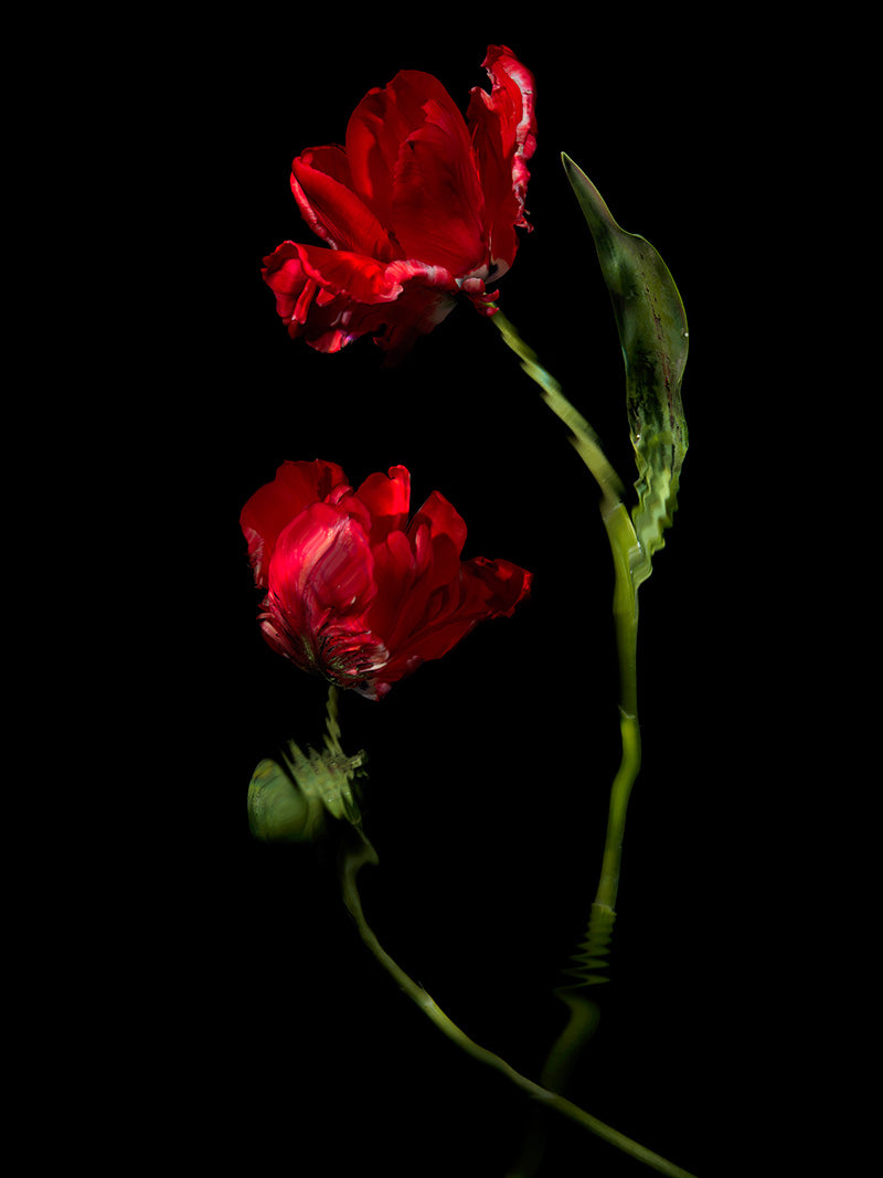 a simple vanitas of cut flowers presented underwater