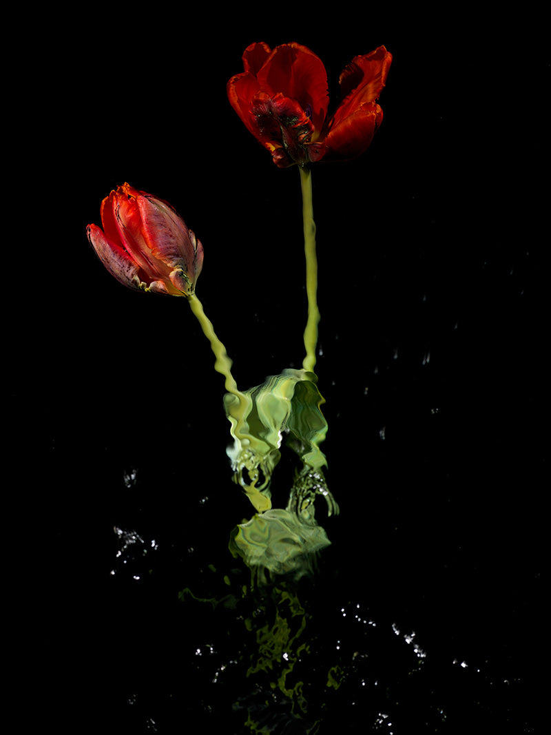 dream like imagery of flowers in water