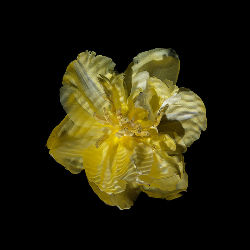 single flower specimens in exploratory art series using water