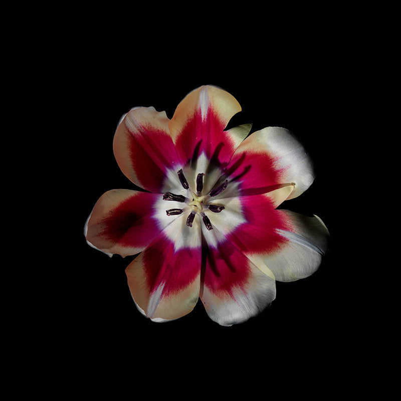 fancy tulip variety in art series with water