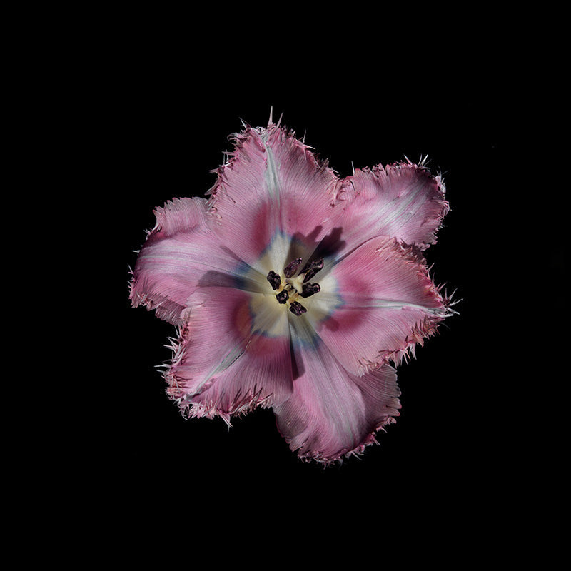 subtle flowers of a paris tulip[ underwater