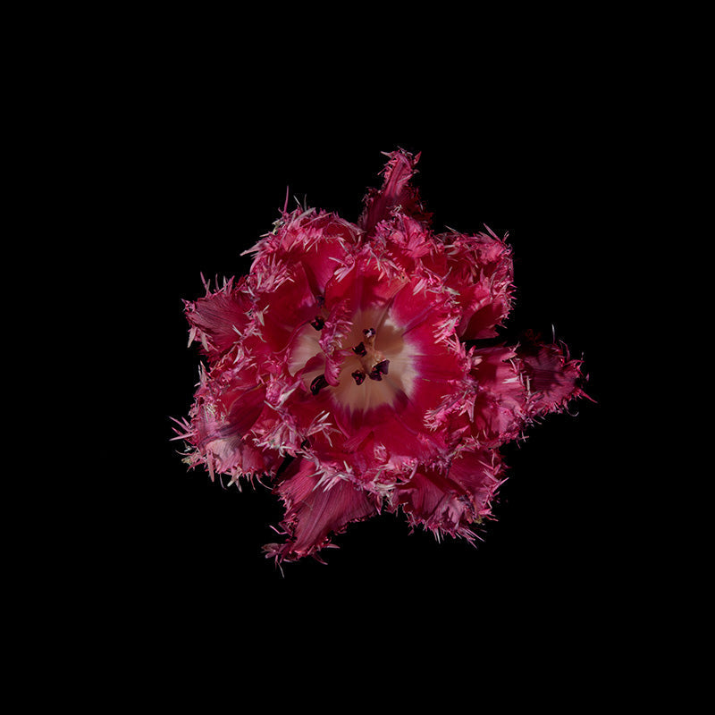 rich reds and purples with a flower documented underwater