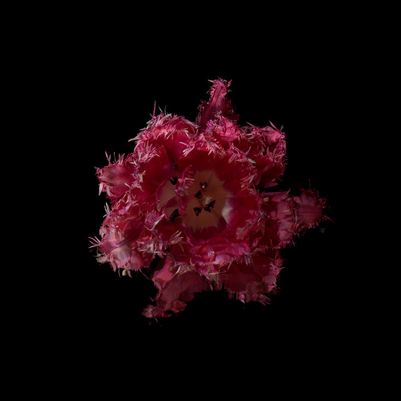 ragged edges of a Parrot Paris tulip in lush reds