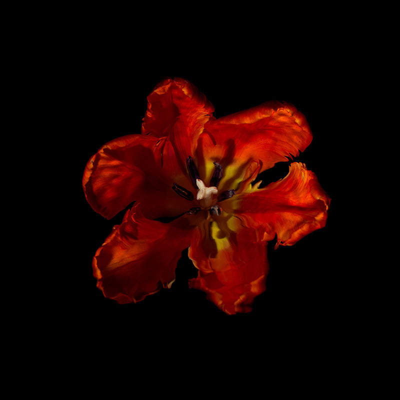 use of deeps red flowers in art history symbolism