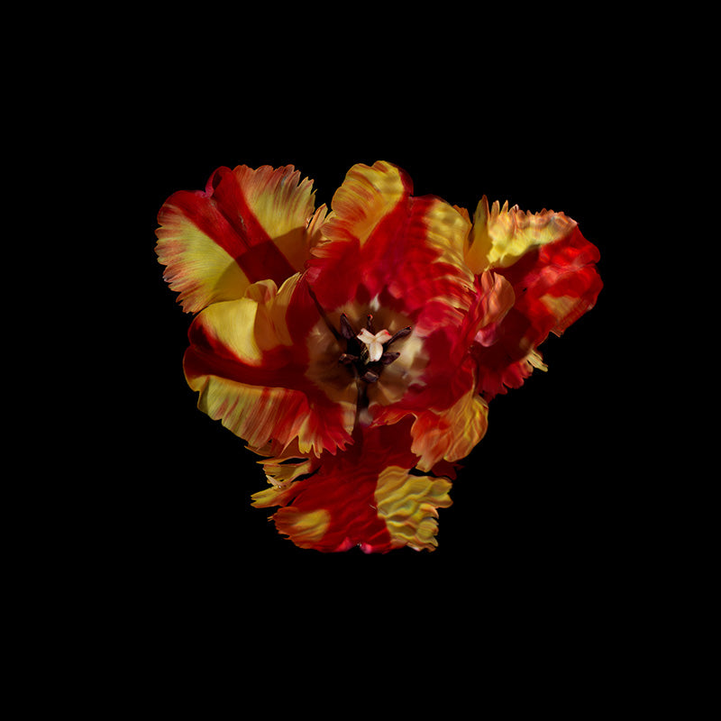 fancy tulip variety in art history