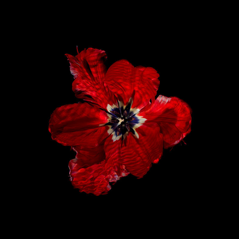 using flower specimens to raise awareness for biodiversity loss