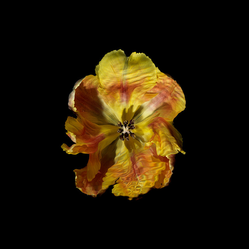 a yellow gold parrot tulip revealing its stamens and pollen heads